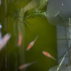メダカ　紅白ラメの赤ちゃん10匹程度の画像