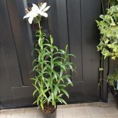 札落ち 植物の画像