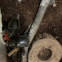 国産カブトムシオス　メスの画像