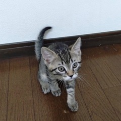 お茶目なキジトラ☆メス２ヶ月