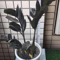 ザミオクルカスレイブン　鉢植えの画像