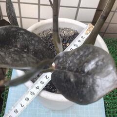 ザミオクルカスレイブン　鉢植えの画像