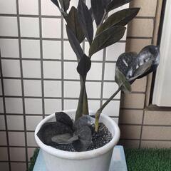 ザミオクルカスレイブン　鉢植えの画像