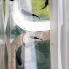 メダカ　オロチショートボディー　4匹の画像