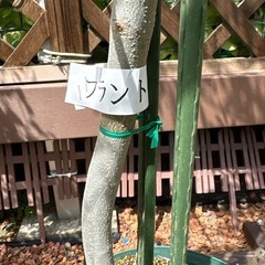 オリーブの木の画像