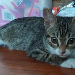 子猫　仲良し兄妹キジトラとハチワレ　3カ月　♂♀