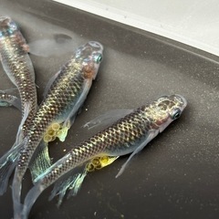 藤煌き　メダカ　選別OKの画像