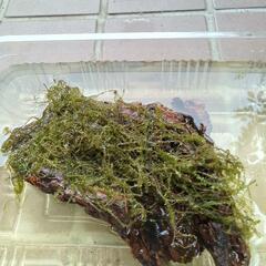 水苔活着流木の画像