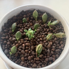 エケベリア緑色の多肉植物 12個セット　オマケ付きの画像