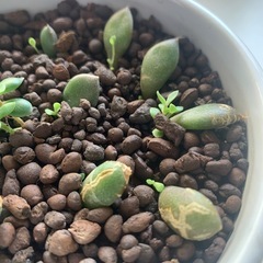 エケベリア緑色の多肉植物 12個セット　オマケ付きの画像