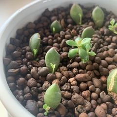 エケベリア緑色の多肉植物 12個セット　オマケ付きの画像