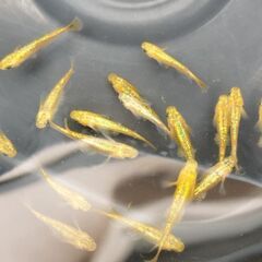 ブルーエメラルドティンク　メダカ５匹の画像
