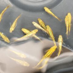 ブルーエメラルドティンク　メダカ５匹の画像