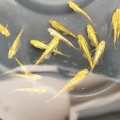 ブルーエメラルドティンク　メダカ５匹の画像