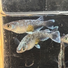 ミッドナイトフリル　体外光　卵販売　50個位の画像