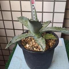 アガベ　テマカプリネンシス　抜き苗の画像