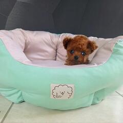 オープニングスタッフとしてトリマーさん大募集☆の画像