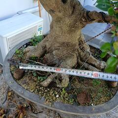 ハマヒサカキ 盆栽の画像