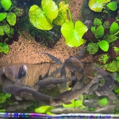 ドクターフィッシュ(ガラルファ)差し上げます