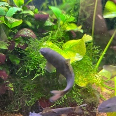 ドクターフィッシュ(ガラルファ)差し上げますの画像