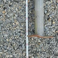 最終価格、サポートジャキ一本の画像