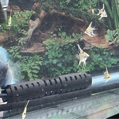 キャンセルでた為、再募集中　10匹限定　ゴールデンマーブルダイヤモンドエンゼルフィッシュ　Mサイズ の画像