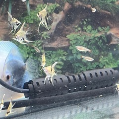 キャンセルでた為、再募集中　10匹限定　ゴールデンマーブルダイヤモンドエンゼルフィッシュ　Mサイズ の画像