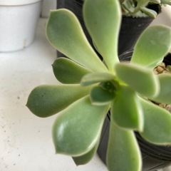多肉植物　ピンクプリティ2の画像