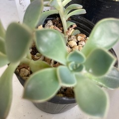 多肉植物　ピンクプリティ2の画像