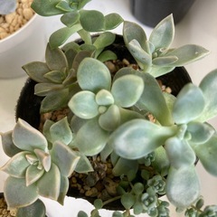 多肉植物　色々セット4の画像