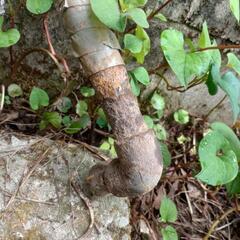 ガス管　鉄管　金属ジャンクの画像