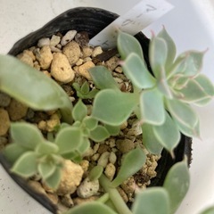 【お取引き中】多肉植物　マーガレットレッピンの画像
