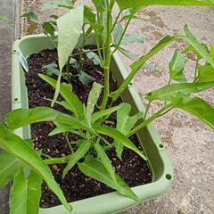 空芯菜の種🌱1個1円の画像