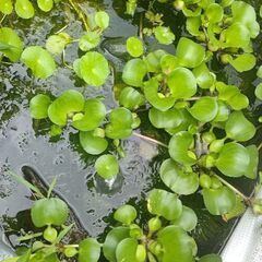 水草#ホテイ草#植物の画像