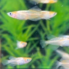 メダカ、ハイビ🌺のオマケ凄い‼️件の画像