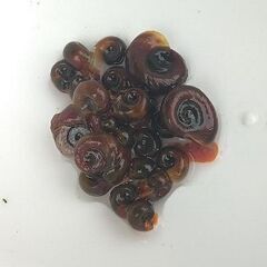 🌻メダカ🌻レッドラムズホーン10匹　200円の画像