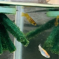 めだか　メダカの画像