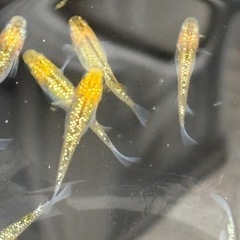 夜桜ゴールドメダカの画像