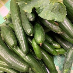 10ｋｇ　きゅうりの画像