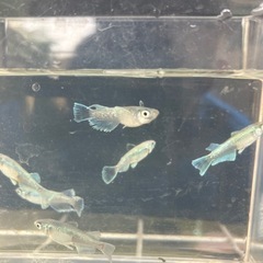 めだか　エメキン【値下げ】の画像