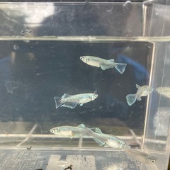 めだか　エメキン【値下げ】の画像