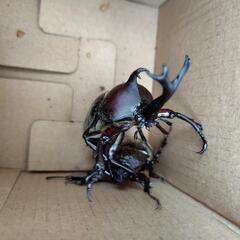 カブト虫オス　メスの画像