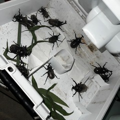 北海道産カブトムシの画像
