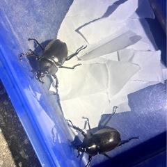 北海道産カブトムシの画像