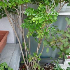 シマトネリコの画像
