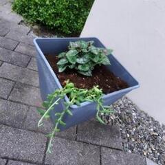 ※※☆彡多肉植物 アーモンドネックレス※※の画像