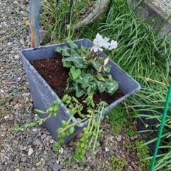 ※※☆彡多肉植物 アーモンドネックレス※※の画像