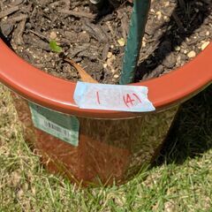 カサブランカ鉢植え①　4輪の画像