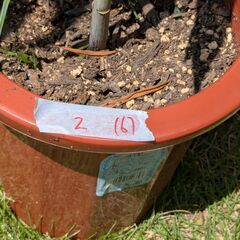 カサブランカ鉢植え②　6輪の画像