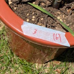 カサブランカ鉢植え③　6輪の画像